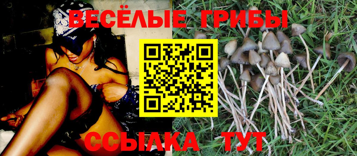 Псилоцибиновые грибы мицелий Кохма